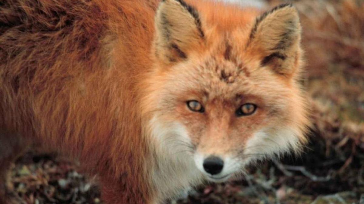 A fox in Columbus tested positive for rabies in September.