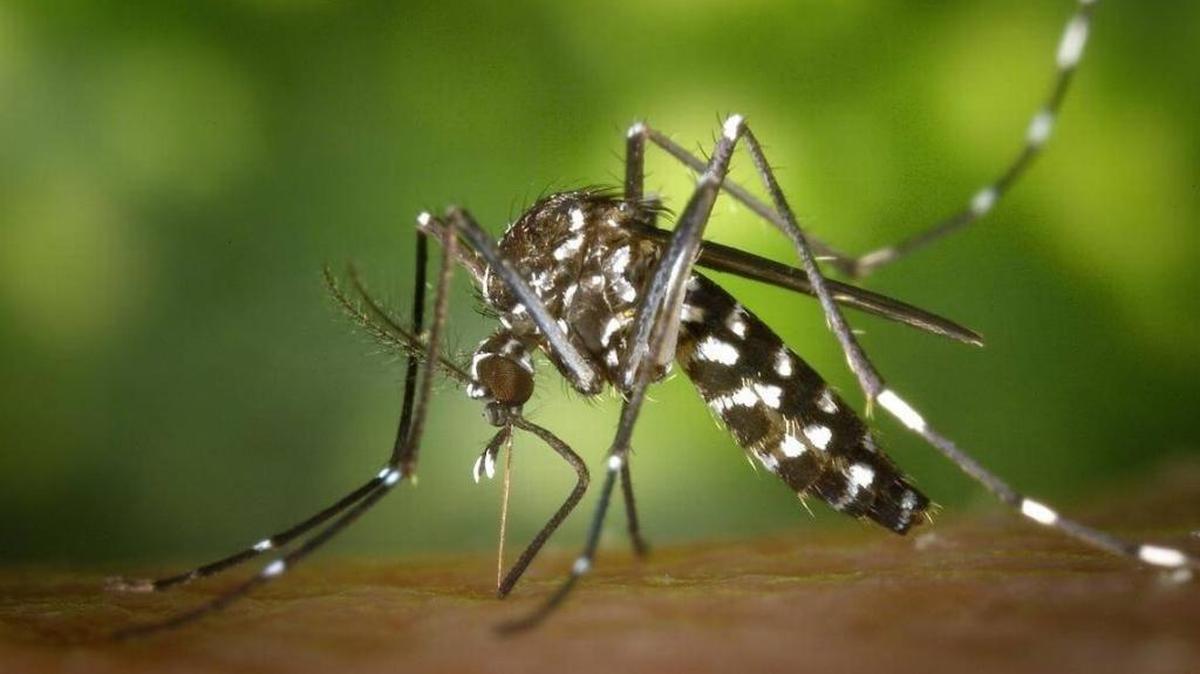 A tiger mosquito