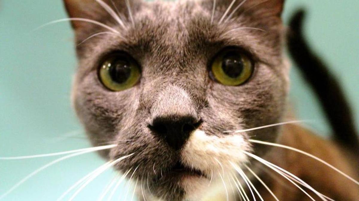 PAWS Humane is offering discounted spaying and neutering surgery during April.