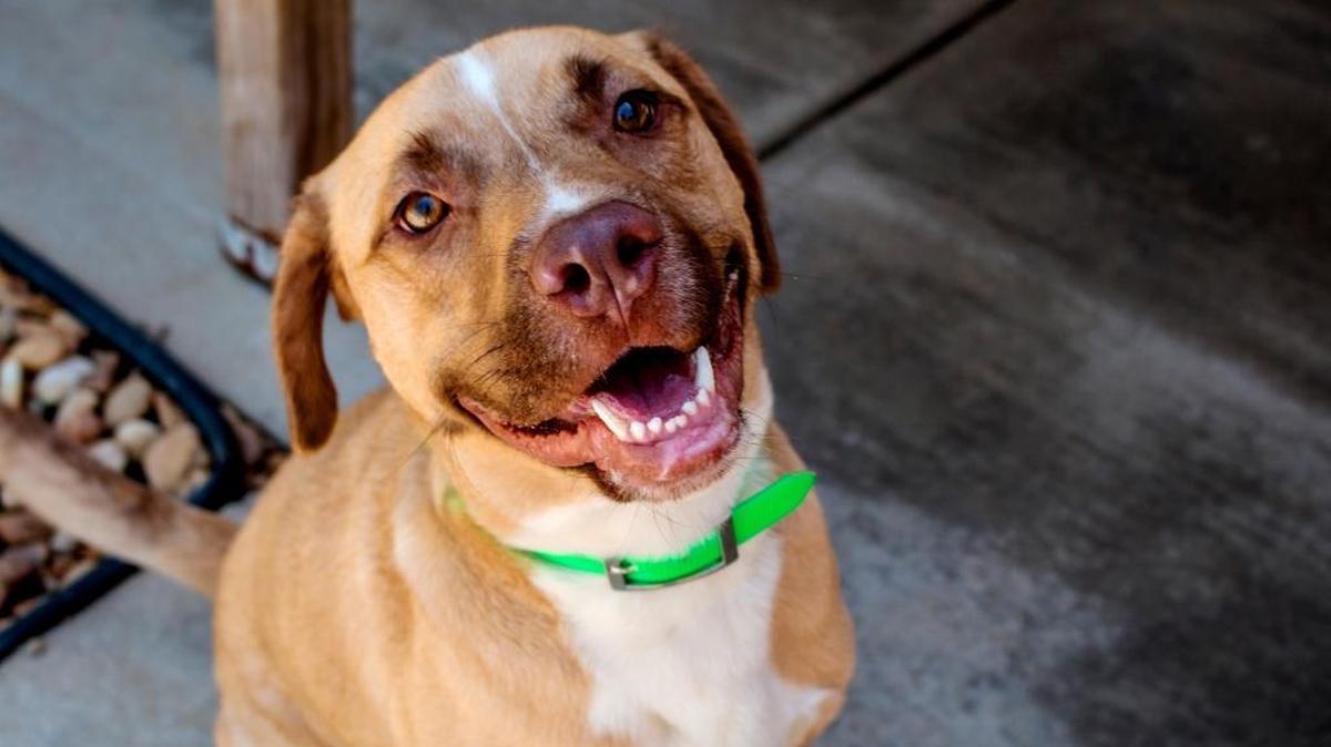 Maximus is a 3-year-old retriever mix.
