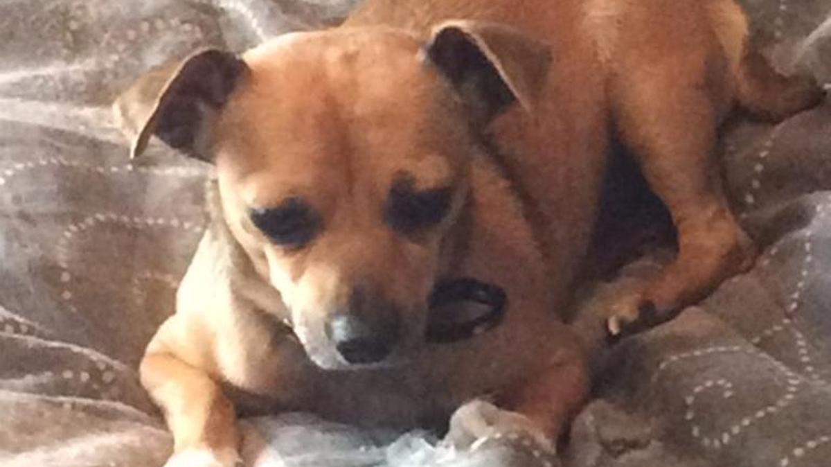 Rescued dog Deuce