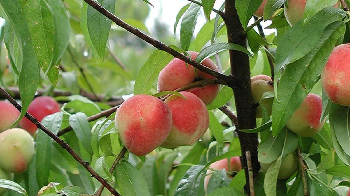 Peach farmers need cooler weather