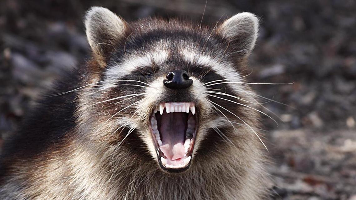 A south Charlotte family’s pet dog attacked and killed a raccoon that turned out to have rabies, animal control officials said Tuesday.