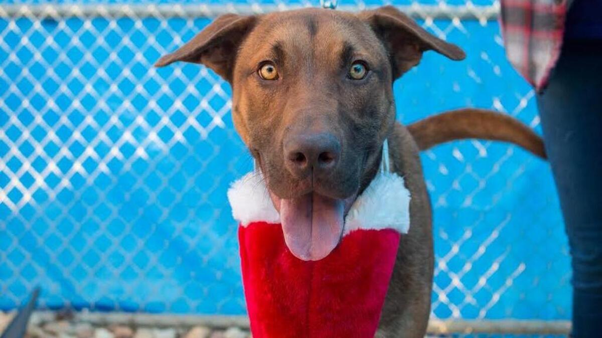 Meet Rubble the dog, PAWS Humane’s featured pet this week.