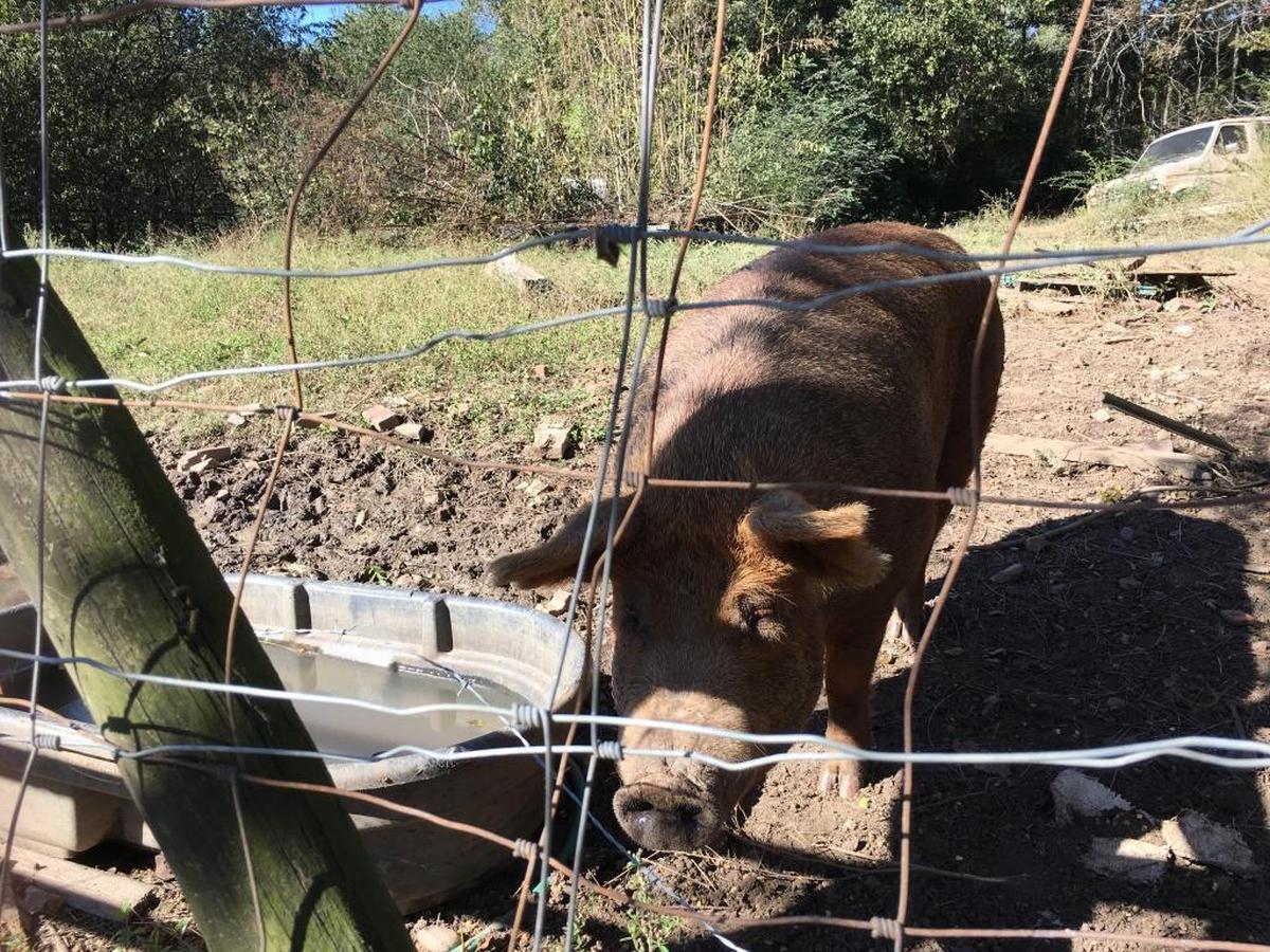 This female hog at Eason Woods lives with the missing male hog. Caretaker Kevin Harris said they noticed the hog was missing Friday night and have been searching for it around the area of Fontaine Park and Brickyard Road.