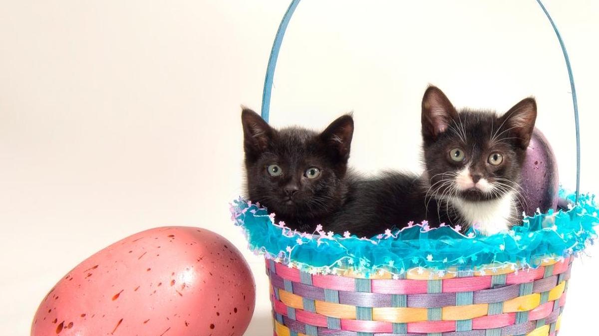 In honor of Easter, PAWS Humane is holding an “Adoption Eggstravaaganza” Friday and Saturday with special pricing on its pets.