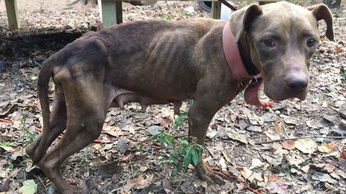 Intentionally starving an animal is considered a misdemeanor in North Carolina, according to state law.