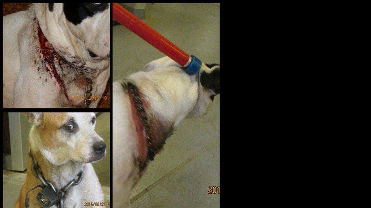 Devin and Lacey arrived at Animal Ark Rescue Thursday with injuries from being chained together. 