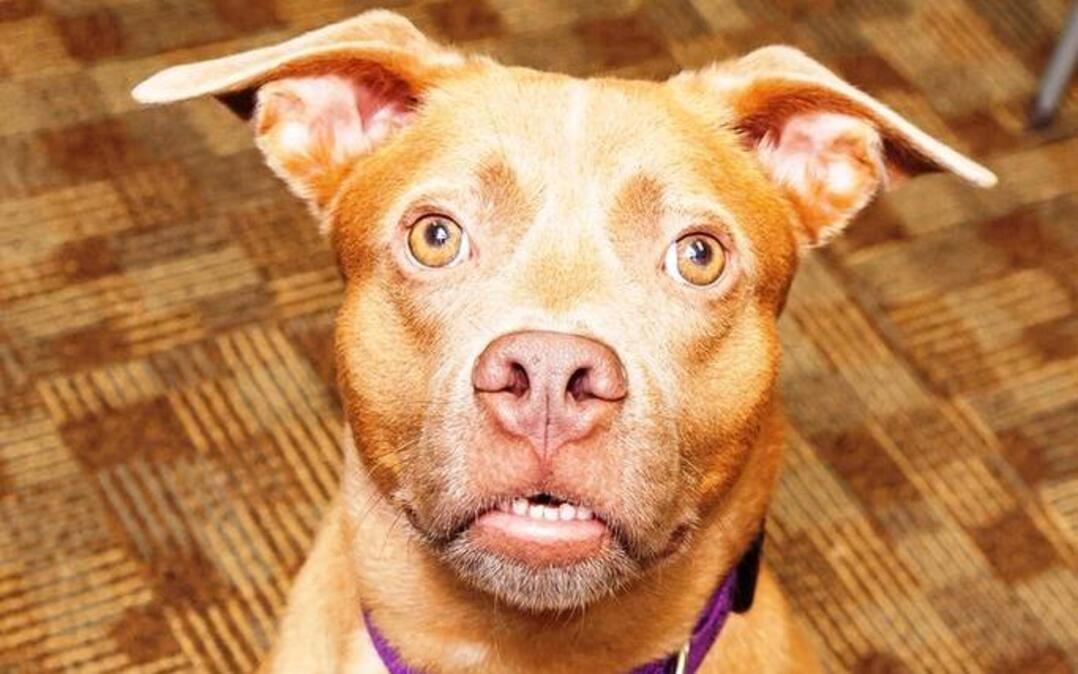 Tyson, a 2-year-old deaf terrier-pit bull mix, lives at PAWS Humane in Columbus, but would like a permanent home.