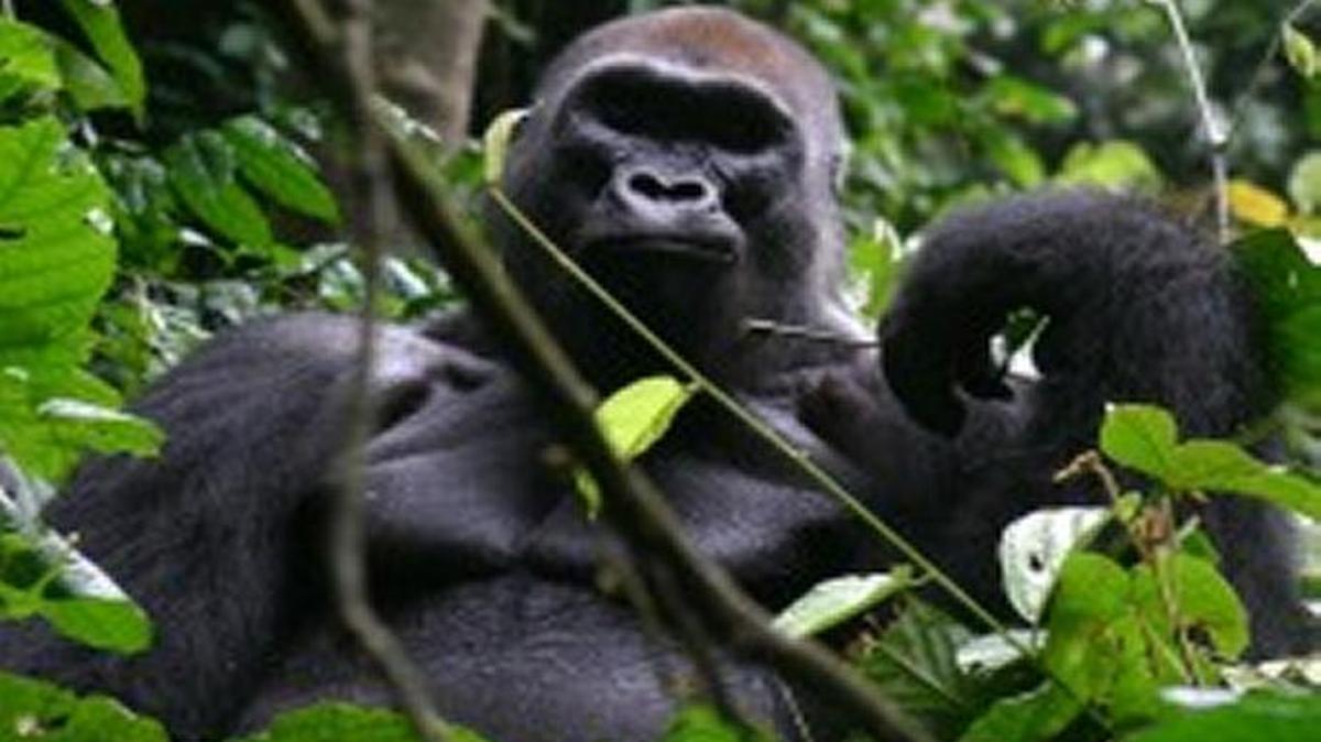 UGA professor studies gorillas