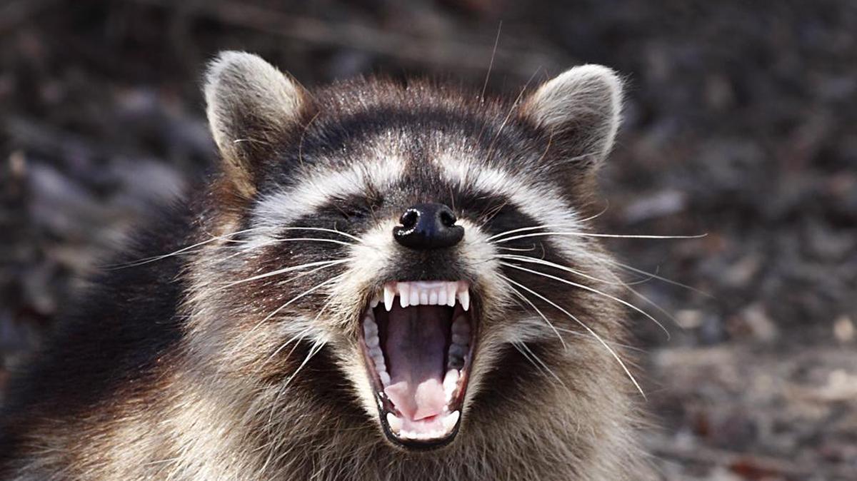 That road kill has to go somewhere.