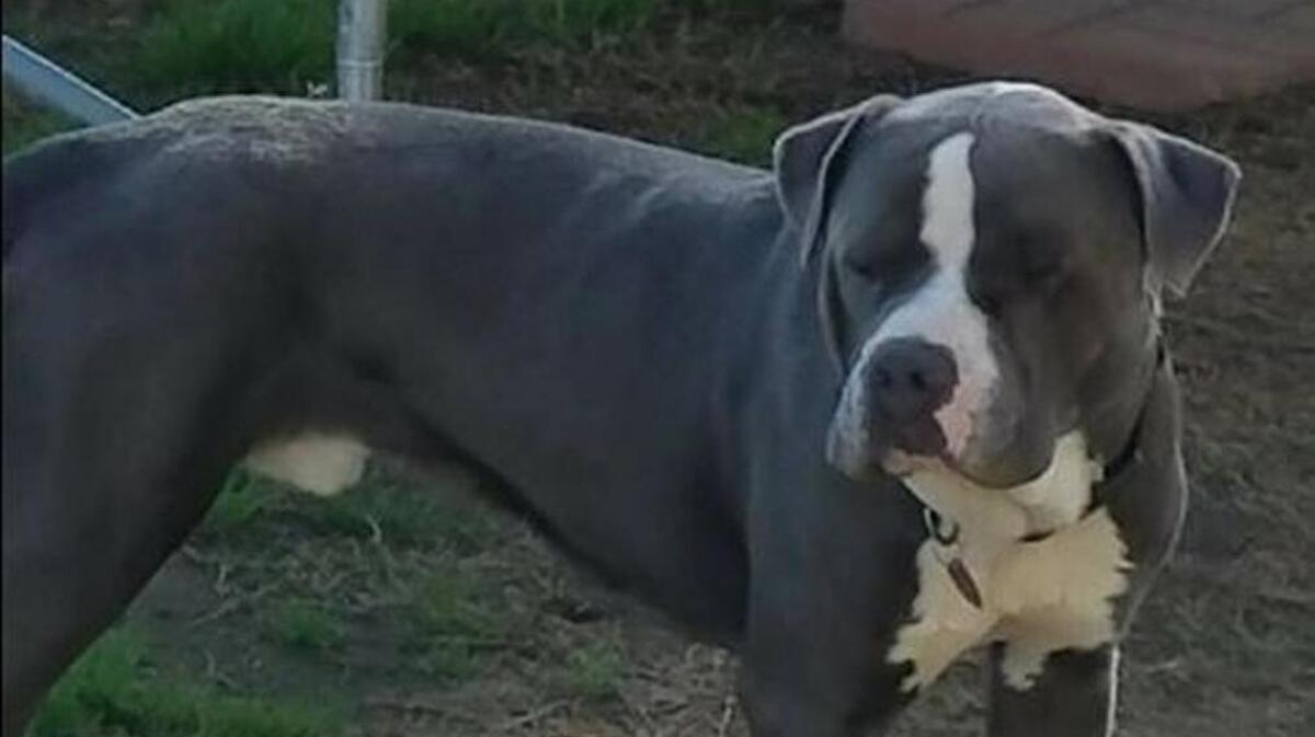 Bowser was found after about a week.