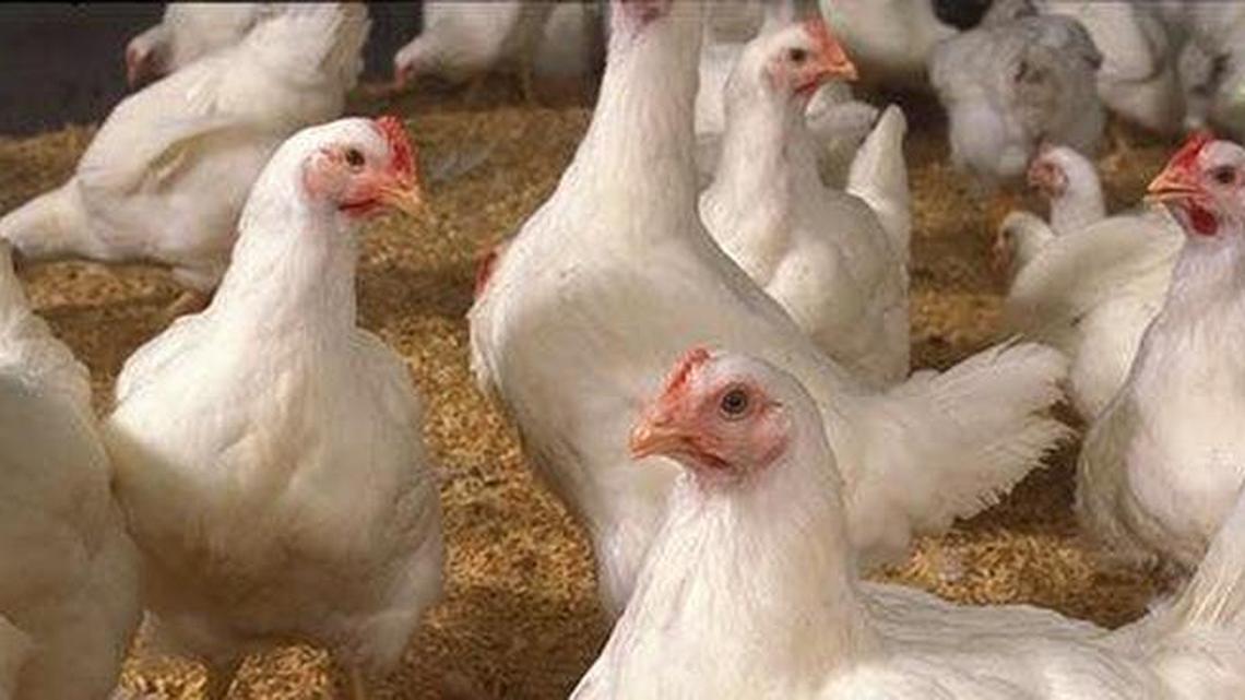 Avian flu behind death of birds in Beaufort County, DHEC says. What you should know.