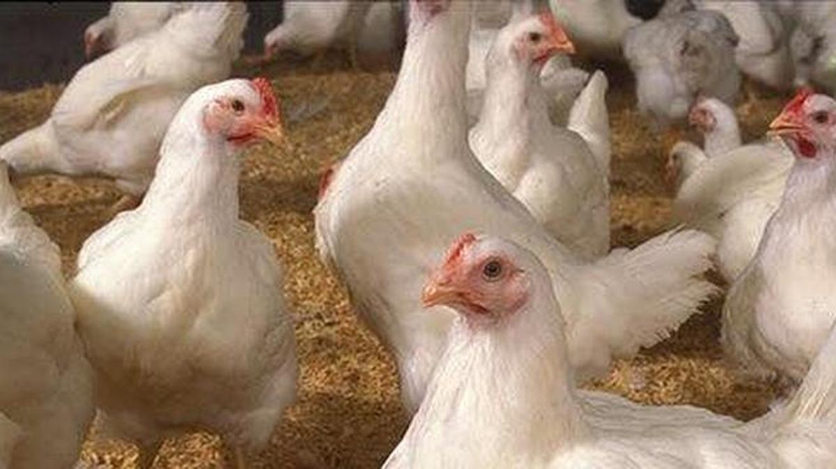 Avian influenza found in Georgia poultry