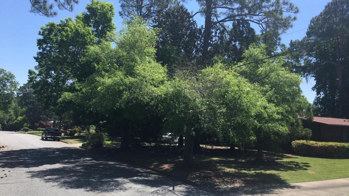 There’s not much left after line crews trimmed these trees on Lynda Lane. The city agrees they should be removed.