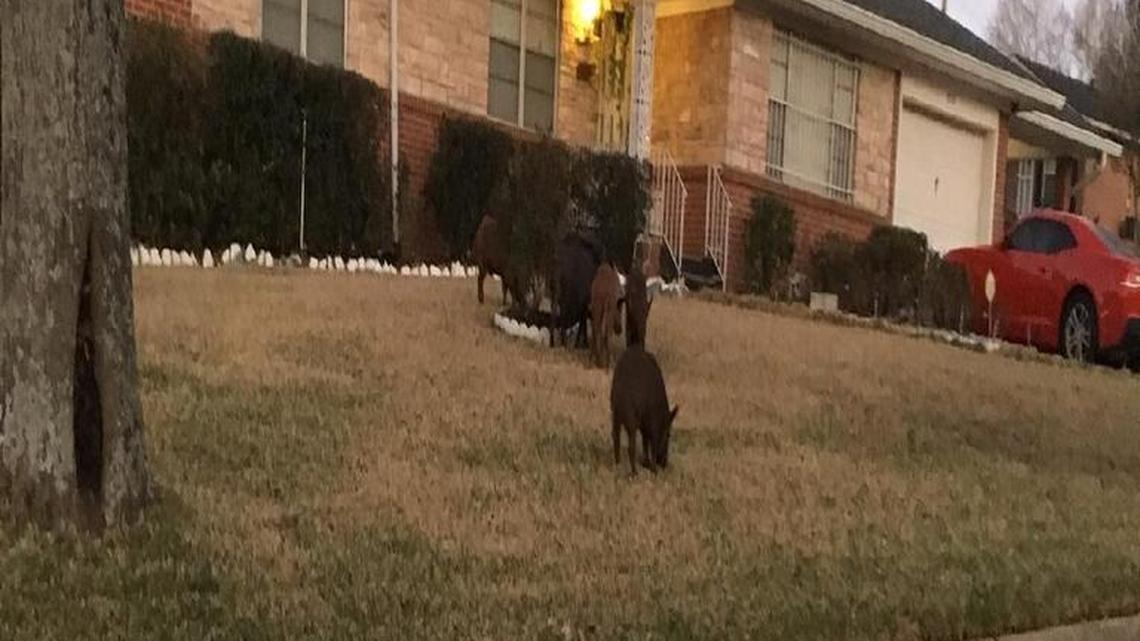 More than a week ago, these wild hogs didn’t want to leave the front yard of this house on Bowen Boulevard in Columbia Heights in Columbus.