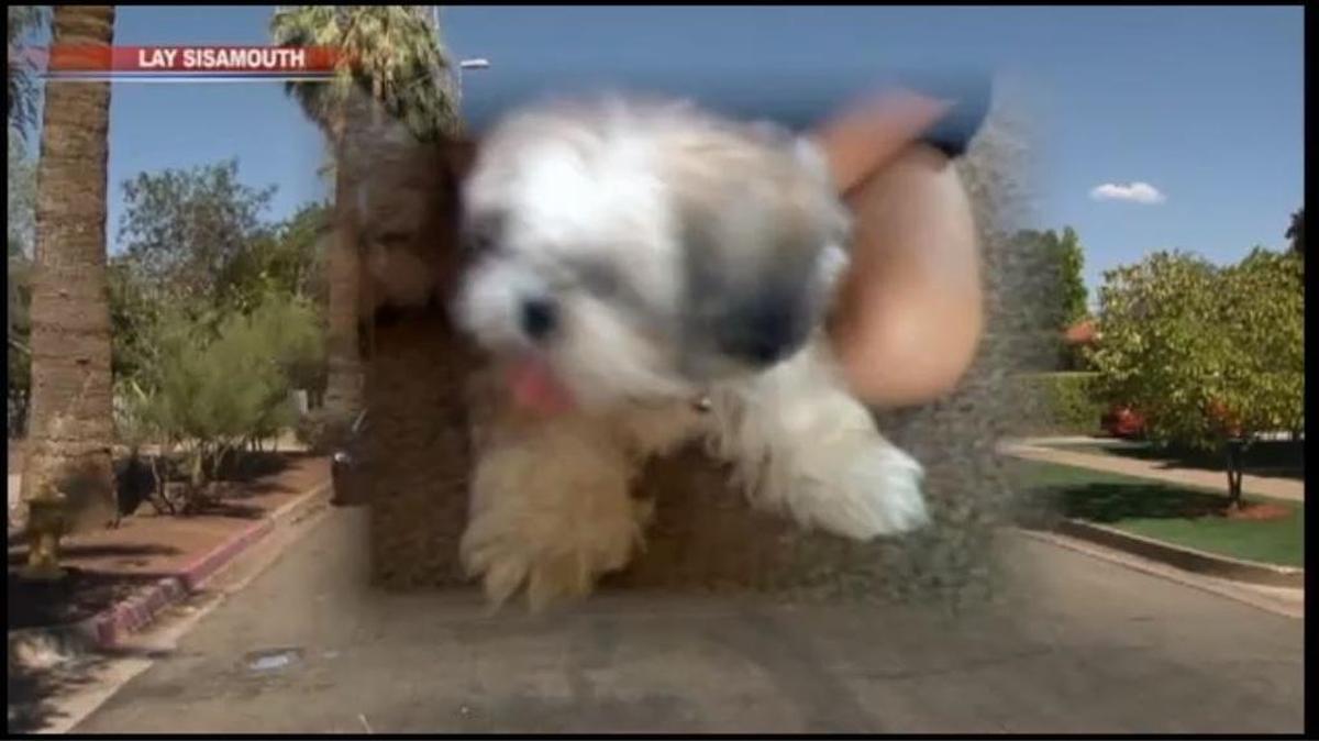 Phoenix, Arizona woman Melissa Seu and her husband got a call saying their dog Teddy had been found in Phenix City, Alabama after seven years.