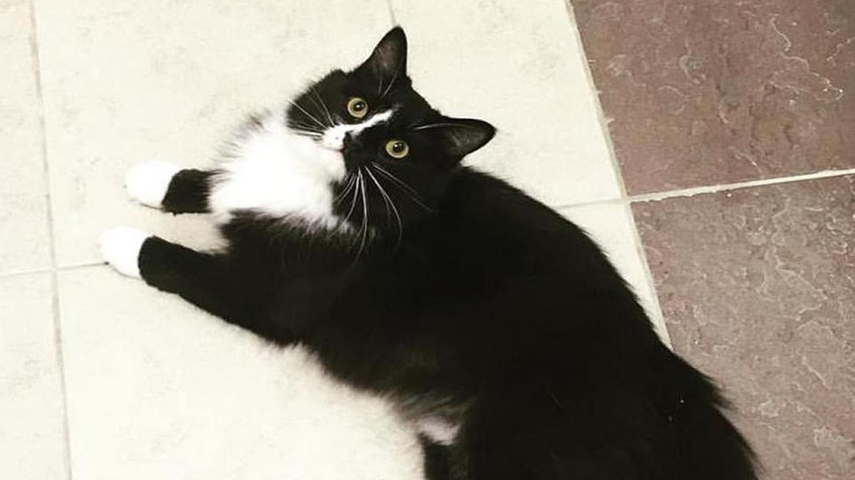 Black cats, even ones with some white on them like this one, are up for adoption Wednesday at Paws Humane on Milgen Road in Columbus, with adoption fees waived in honor of Black Cat Appreciation Day. --