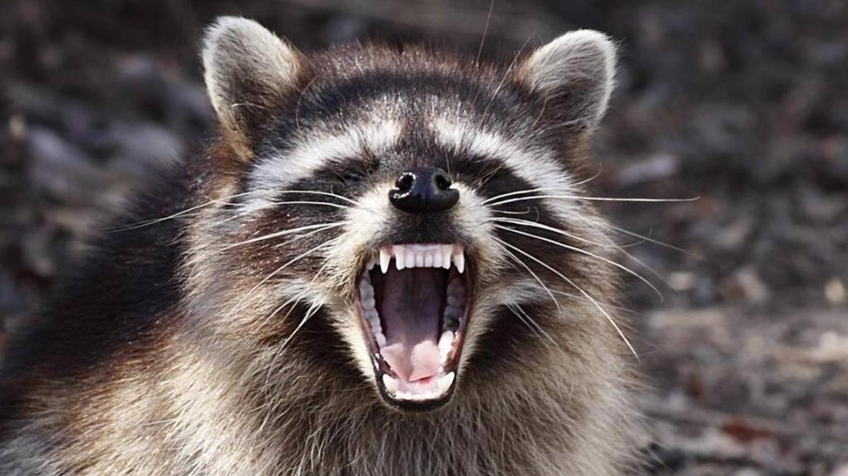 Alabama has seen 30 reported cases of animal rabies in 2017.