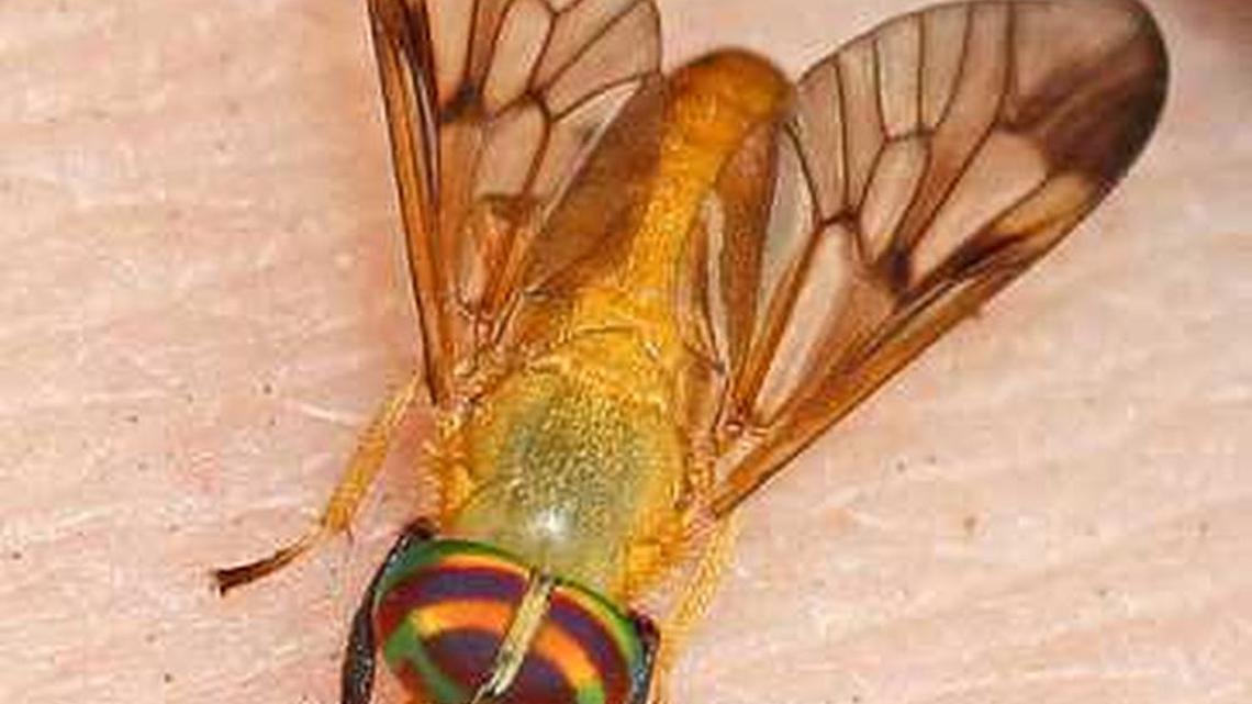 Summer’s not officially here, but it’s bugging me already