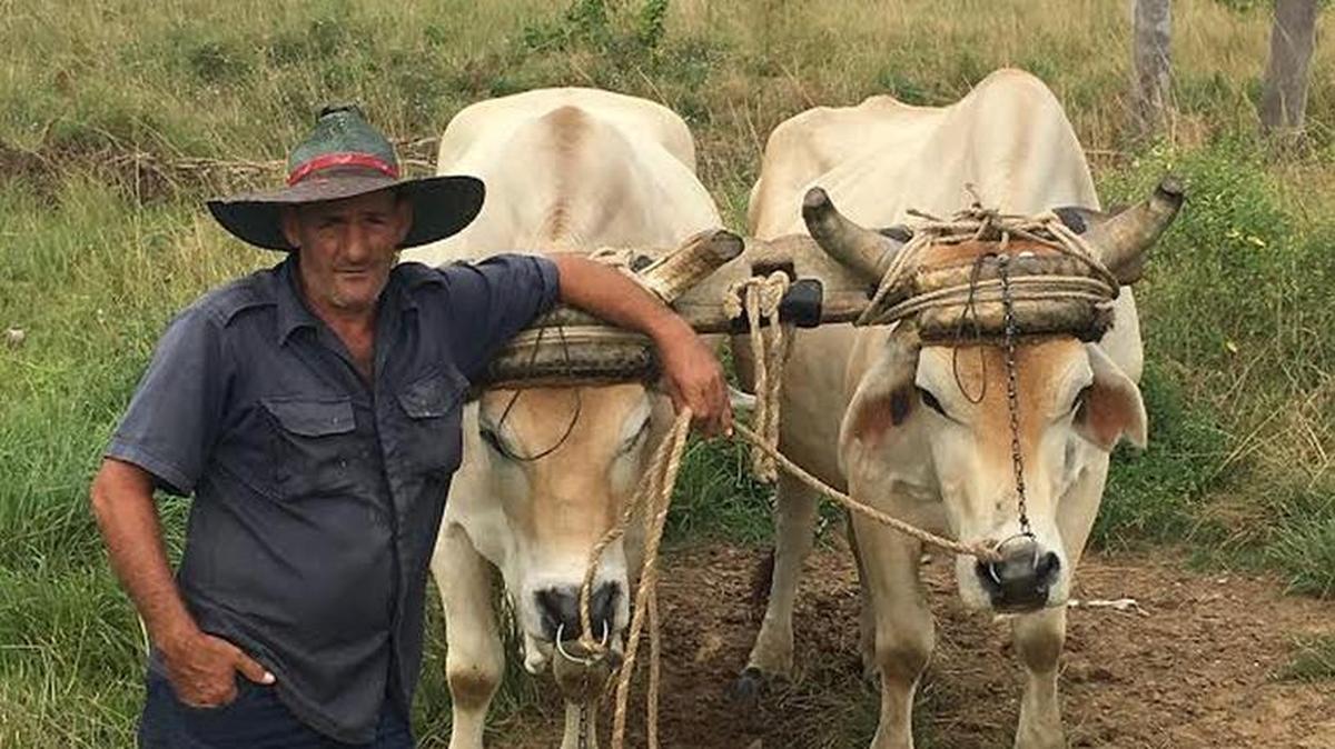 A Cuban farmer poses last month with the oxen he uses to plow his fields.
