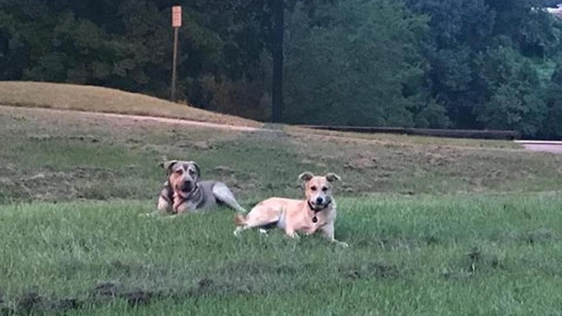 Loose dog story in the Columbus Historic District has tragic ending