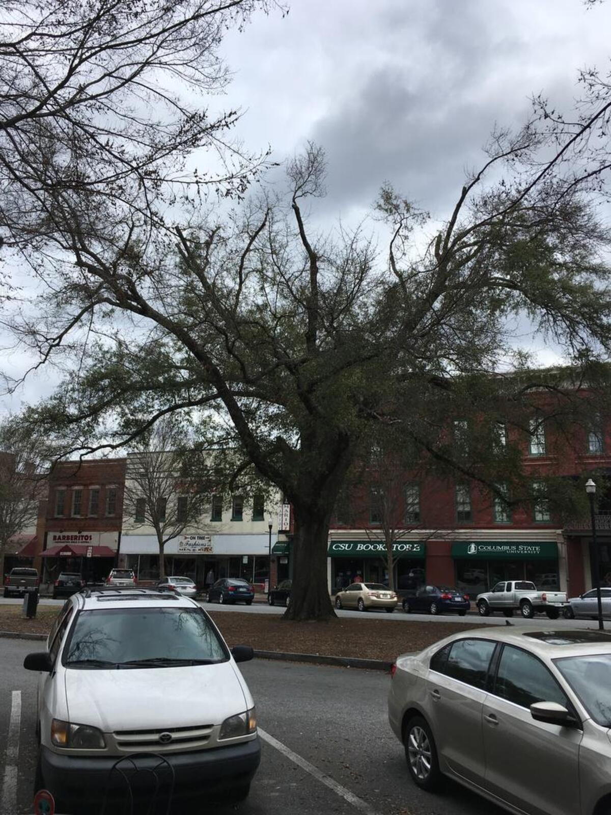 The “Eye of God” could be any tree you want it to be.