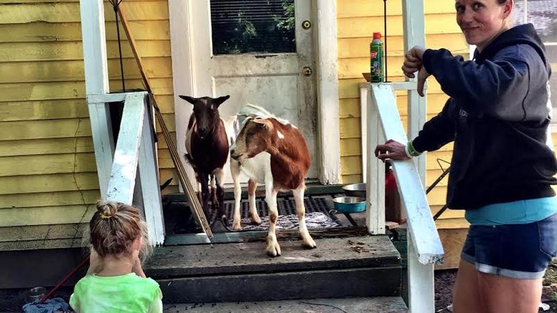 Chuck Williams: Next time, instead of goats get a lawn mower