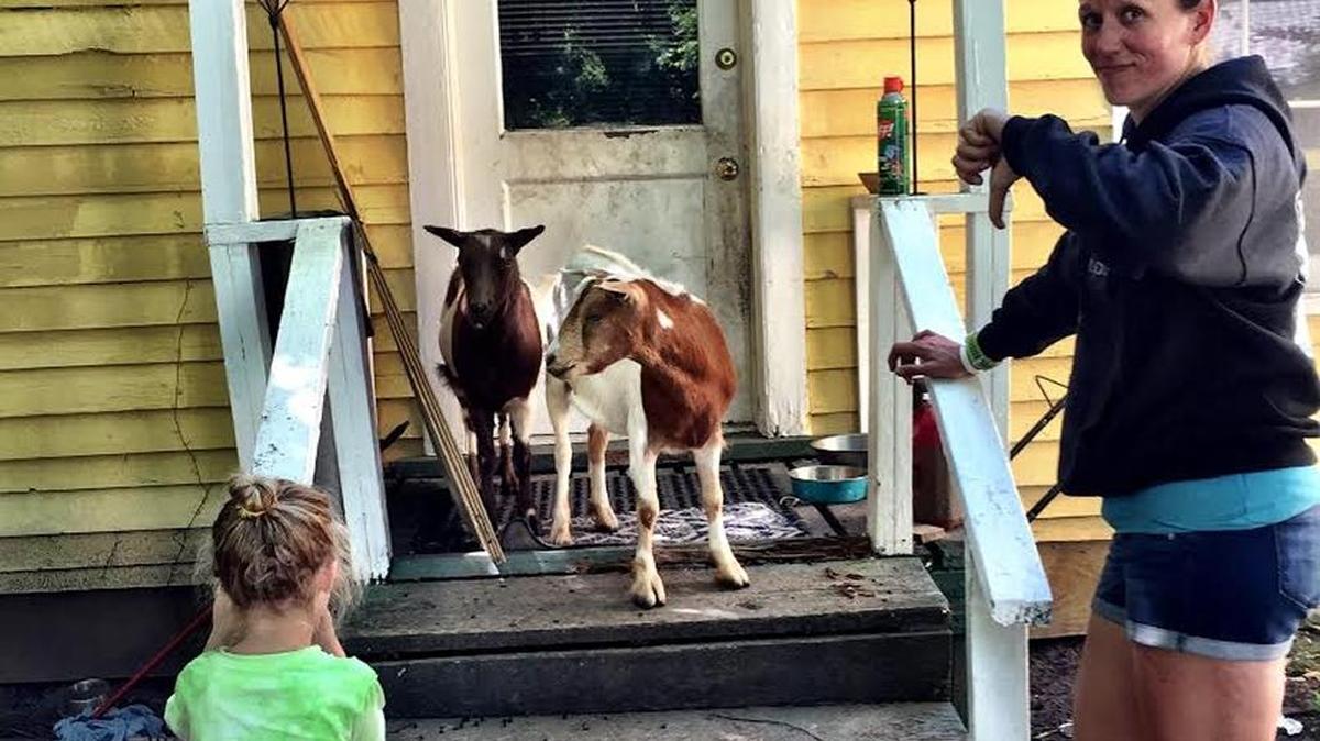 Joanne Cogle and her daughter found that John the Baptist and David were not cut out to be city goats.