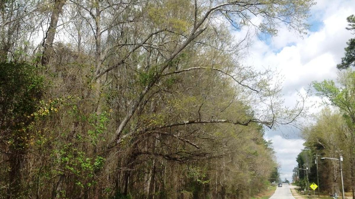 Trees hang out over Lynch Road near Bull Creek Golf Course.