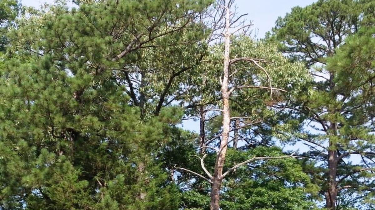 This dead pine poses a threat to park users who might use that picnic area.