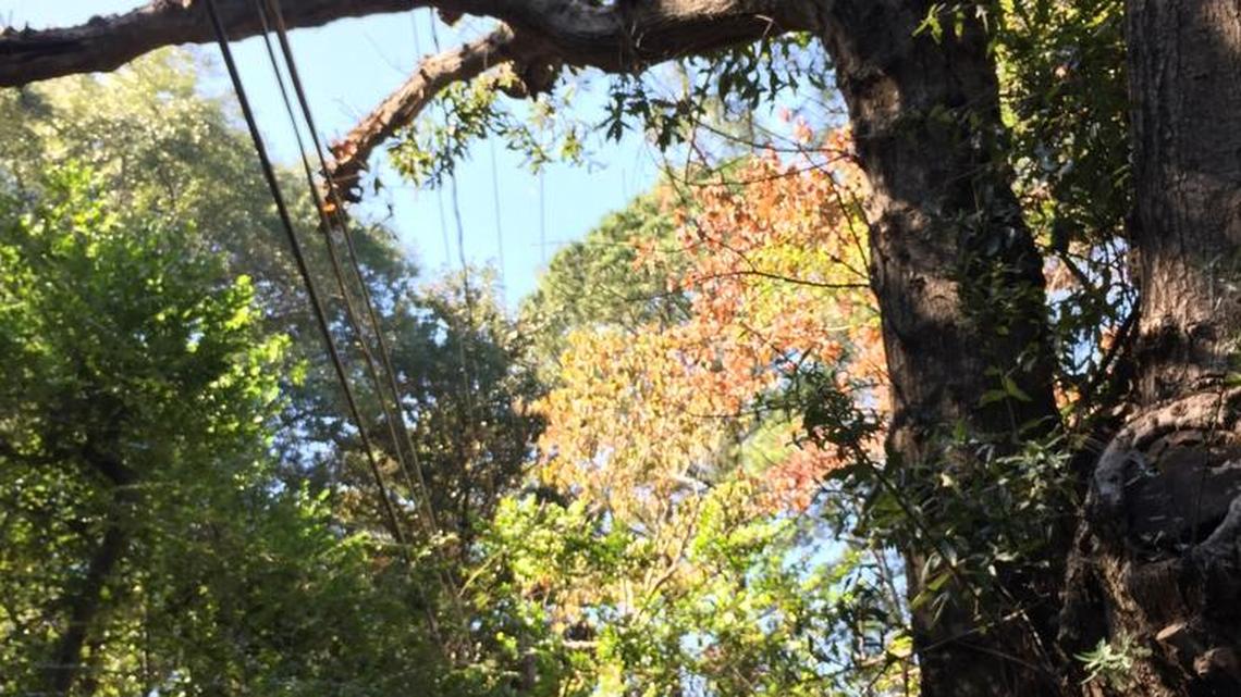Who knew the city had a Tree Board?