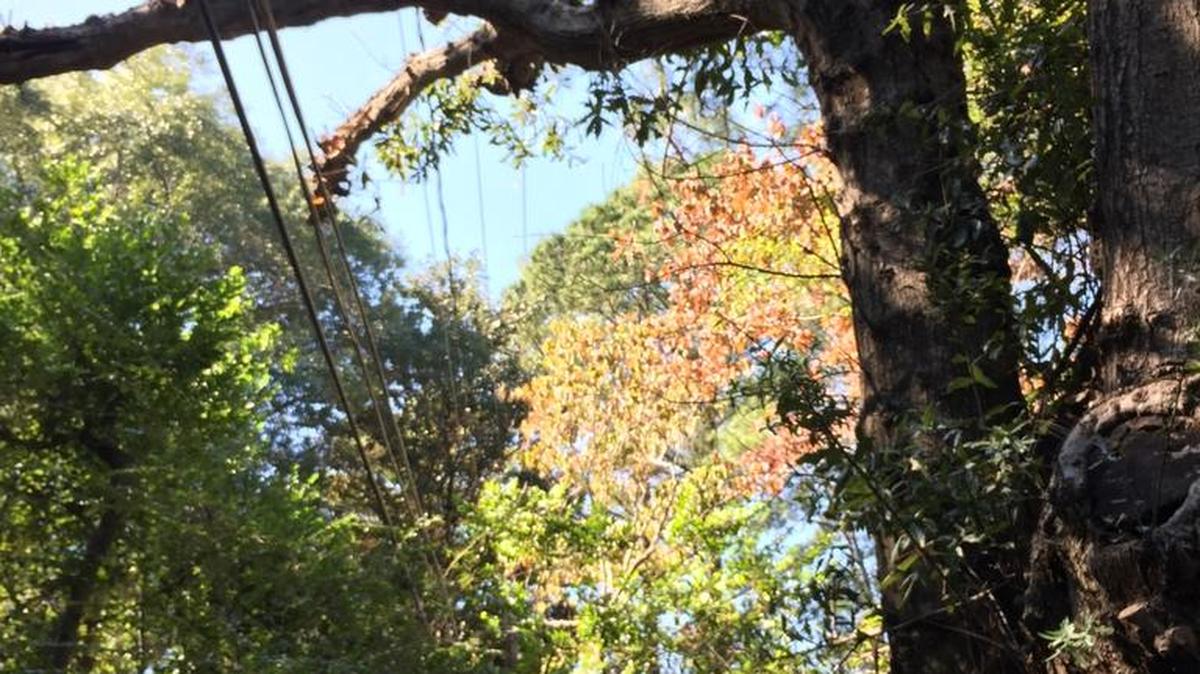 This tree in Hilton Heights has seen better days, but the city will determine if its days are numbered.
