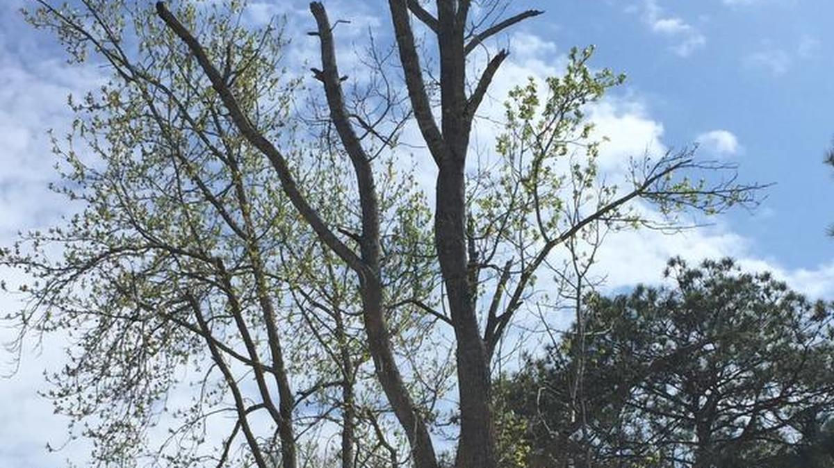 One of the dead trees at Cooper Creek Park that could endanger park patrons.