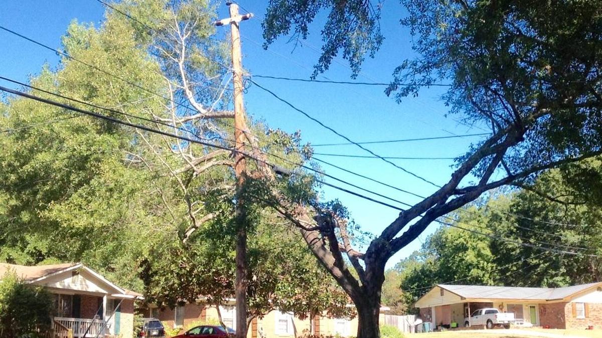 Georgia Power and the city have a partnership program that will replace trees that have to be mangled to keep power lines clear.