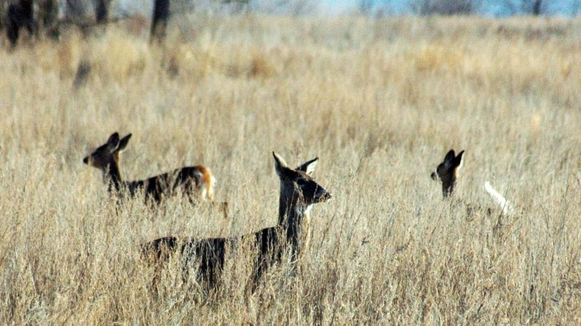 Alabama bans Mississippi deer meat over ‘zombie deer’ nerve disease