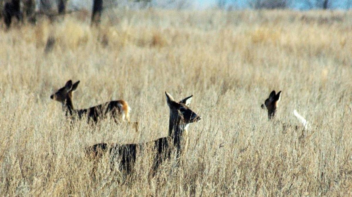 FILE - In this April 19, 2012, file photo, deer walk in a field near Bismarck, N.D. Alabama has prohibited Mississippi deer meat crossing the border because chronic wasting disease has been found in Mississippi deer.