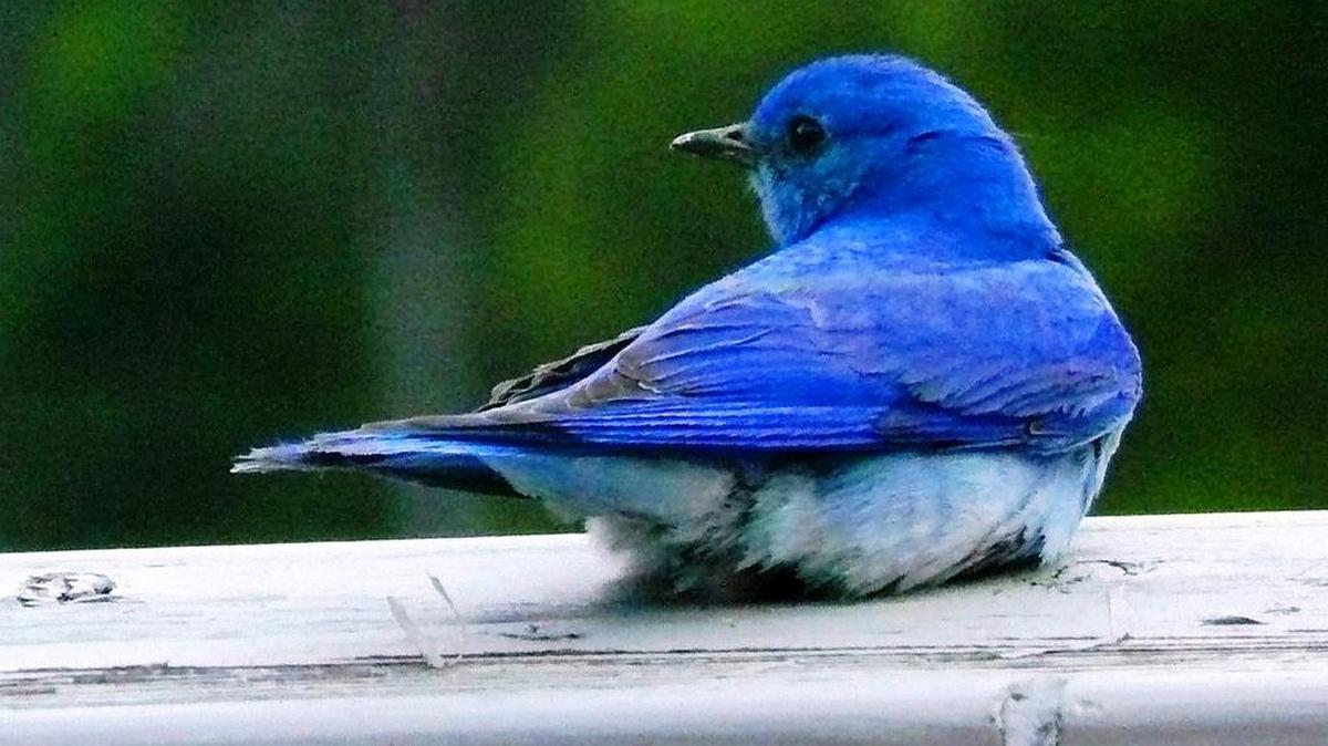 Researchers say Montana bluebirds wear colors and establish turf, just like the ones here in Georgia.