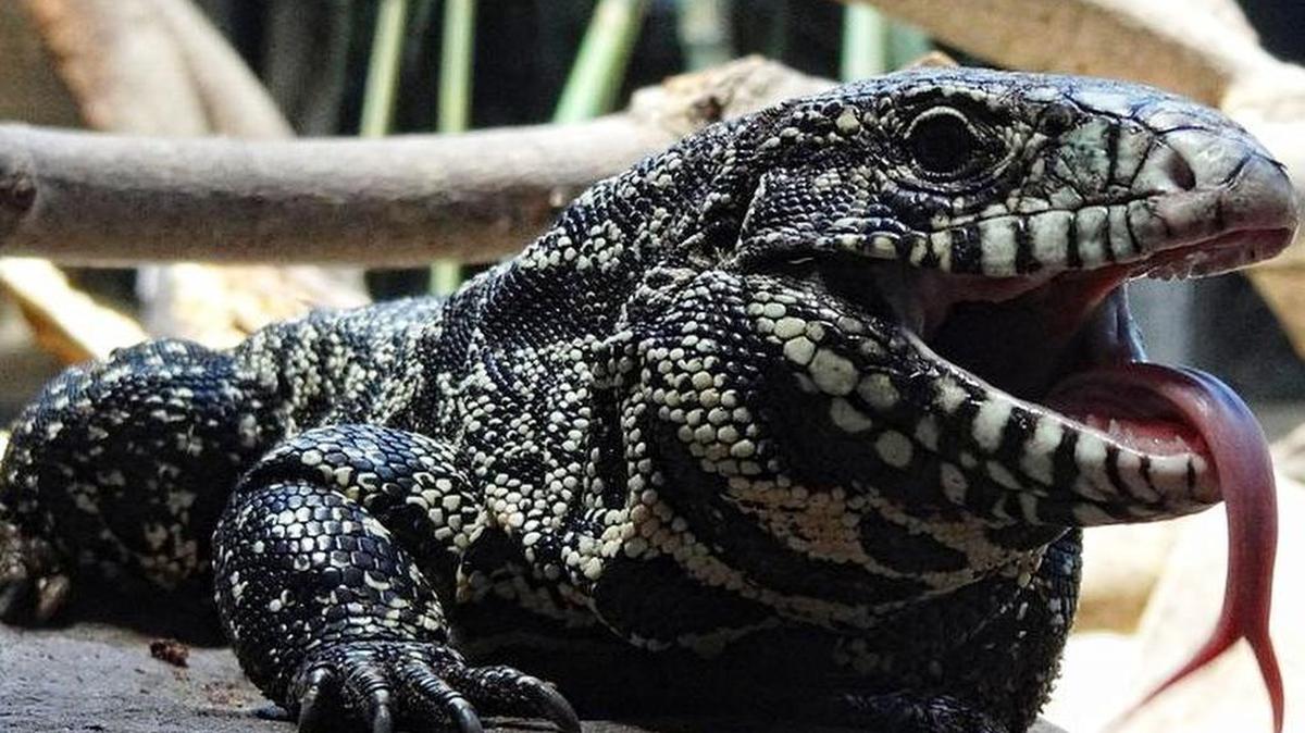 The South American tegu lizard that grows up to four feet long is now in Florida.
