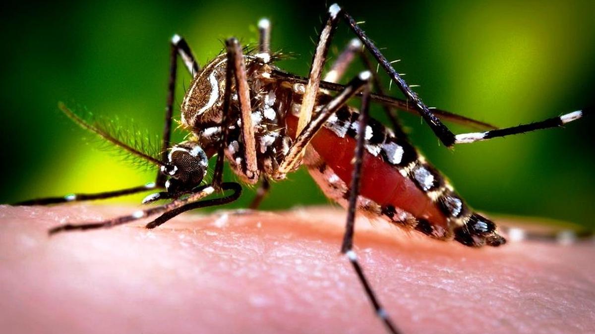 A female ‘Aedes aegypti’ mosquito draws blood from a human host.