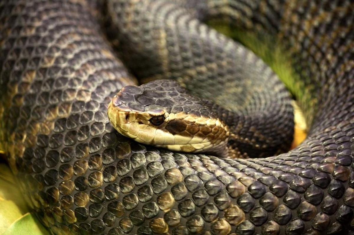The cottonmouth will gape if threatened, exposing its white mouth.