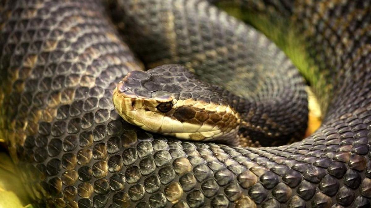 The cottonmouth will gape if threatened, exposing its white mouth.