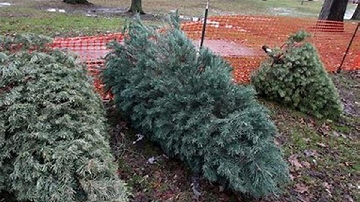 Drop off your live Christmas trees at one of the designated locations in Columbus from Dec. 26 - Jan. 6, 2018.