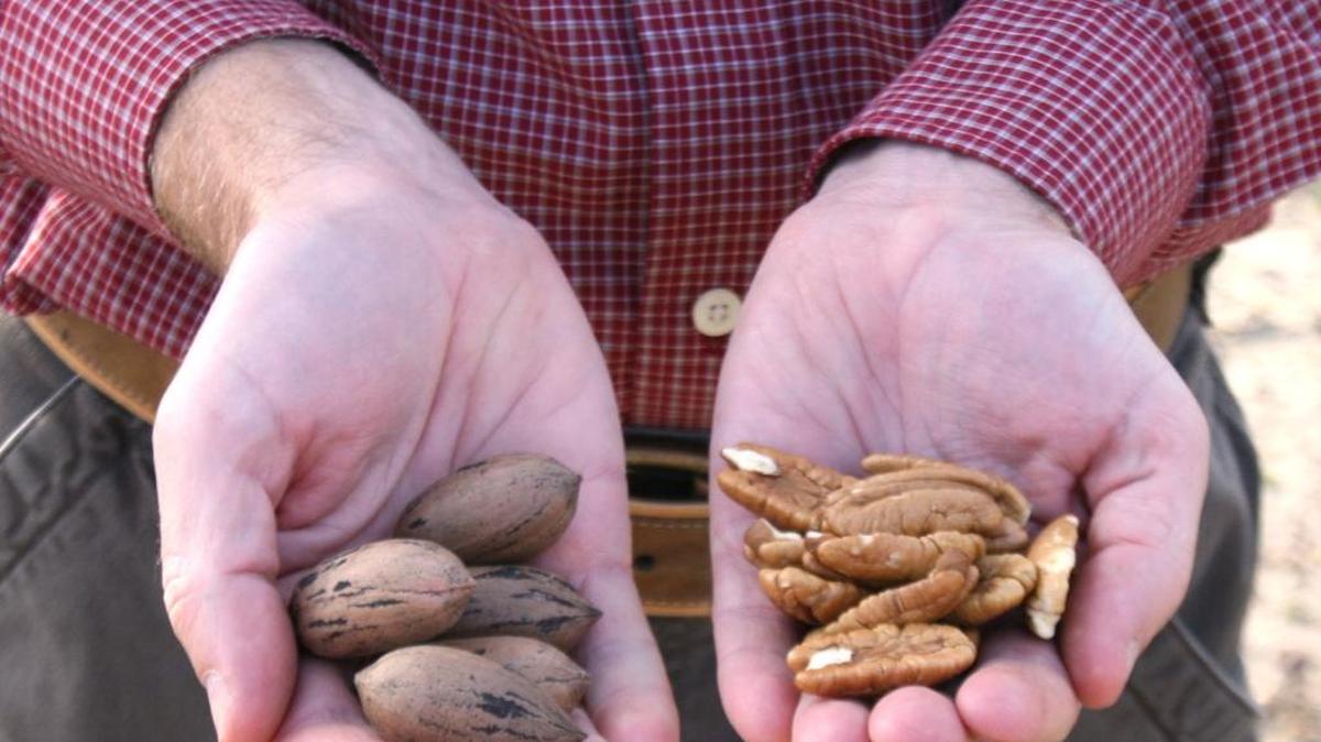 Pecan harvest is underway