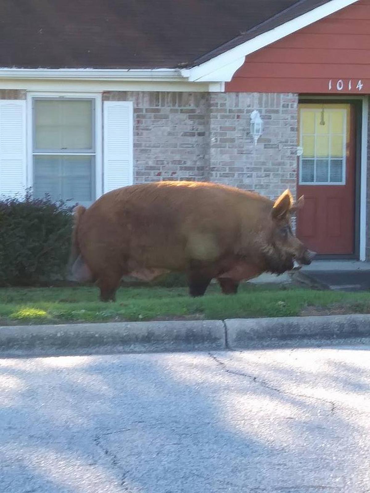 The missing hog is standing at the crest of a hill in front of a Fontaine Park home making it appear larger than it is in person. The 700 to 800 rust-colored hog stands at just under 2 feet.