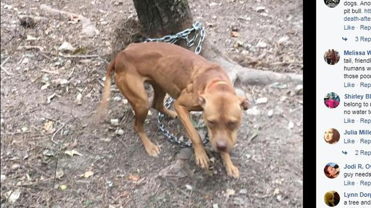 One of the many dogs found on the property.