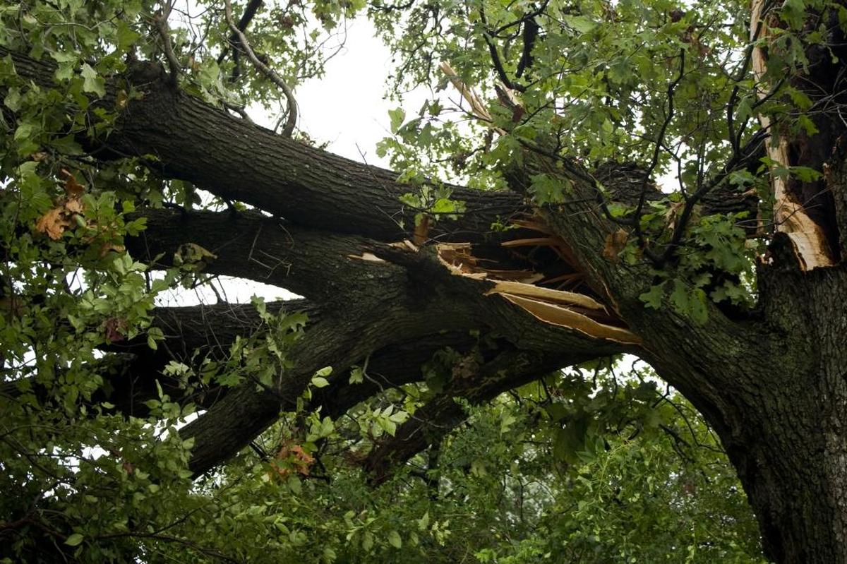 A large branch is damaged by a storm.