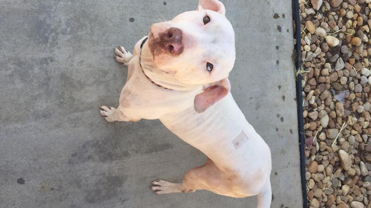 Nanette the dog