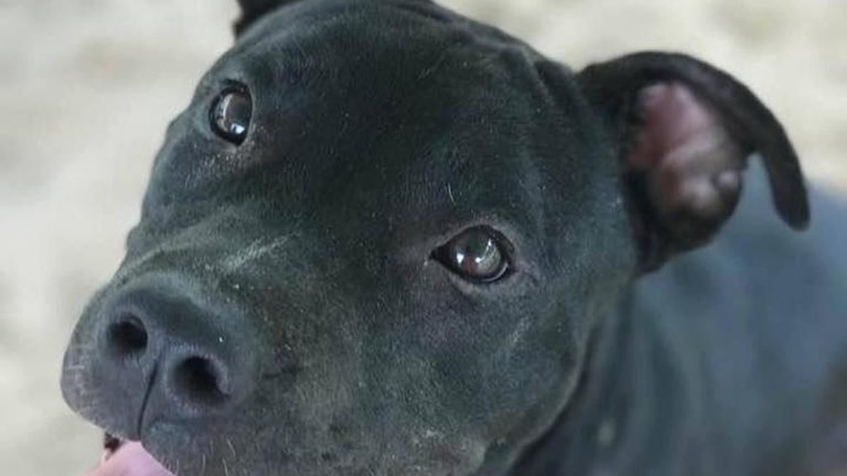 One of many dogs available for adoption at PAWS Humane.