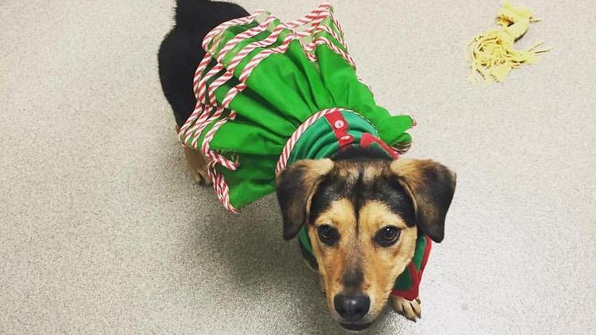 Sorbet the dog is dressed up for Santa’s visit Saturday.